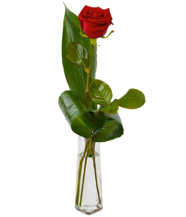 Single Red Rose