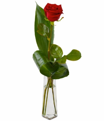 Single Red Rose